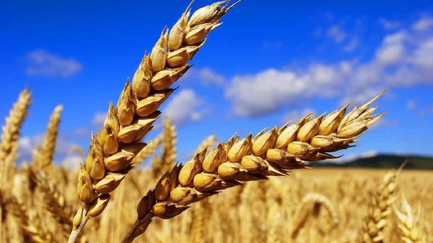 Қыздарға арналған трусиктер