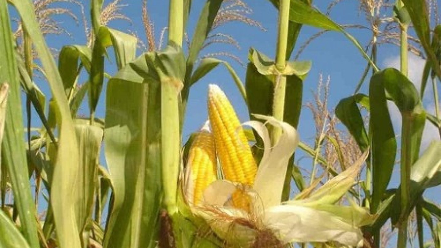 Початок цветок. Гибрид кукурузы кр315мв. Кукуруза растение. Кукуруза злаковое растение.