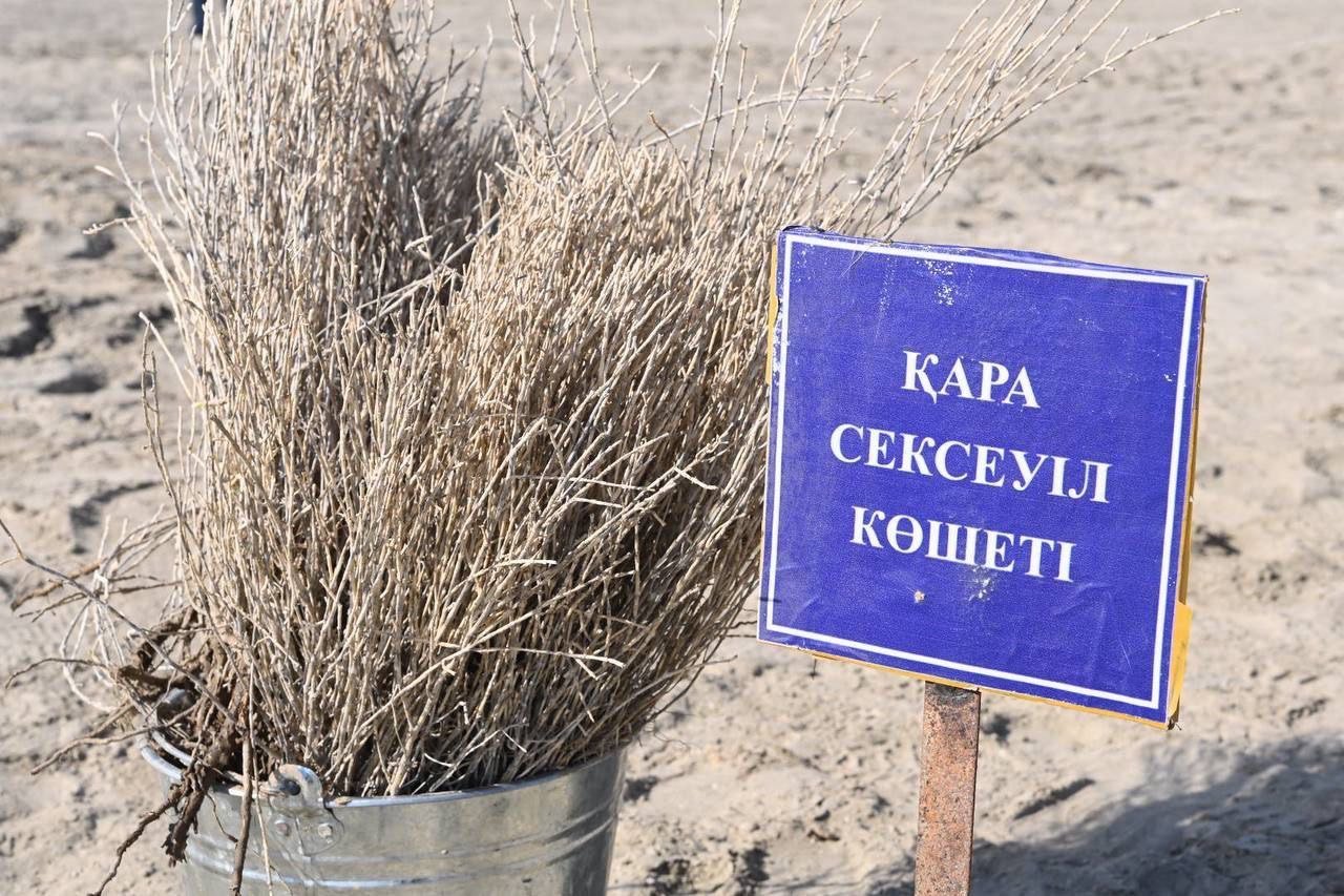 Балашиханың жетілген жезөкшелері