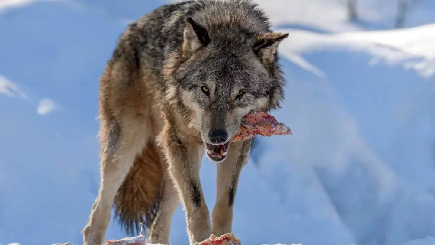 Вероника Царицына онымен порно