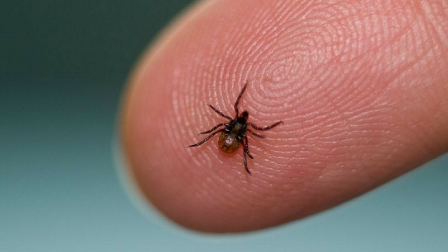 Дик кискаға терең енеді