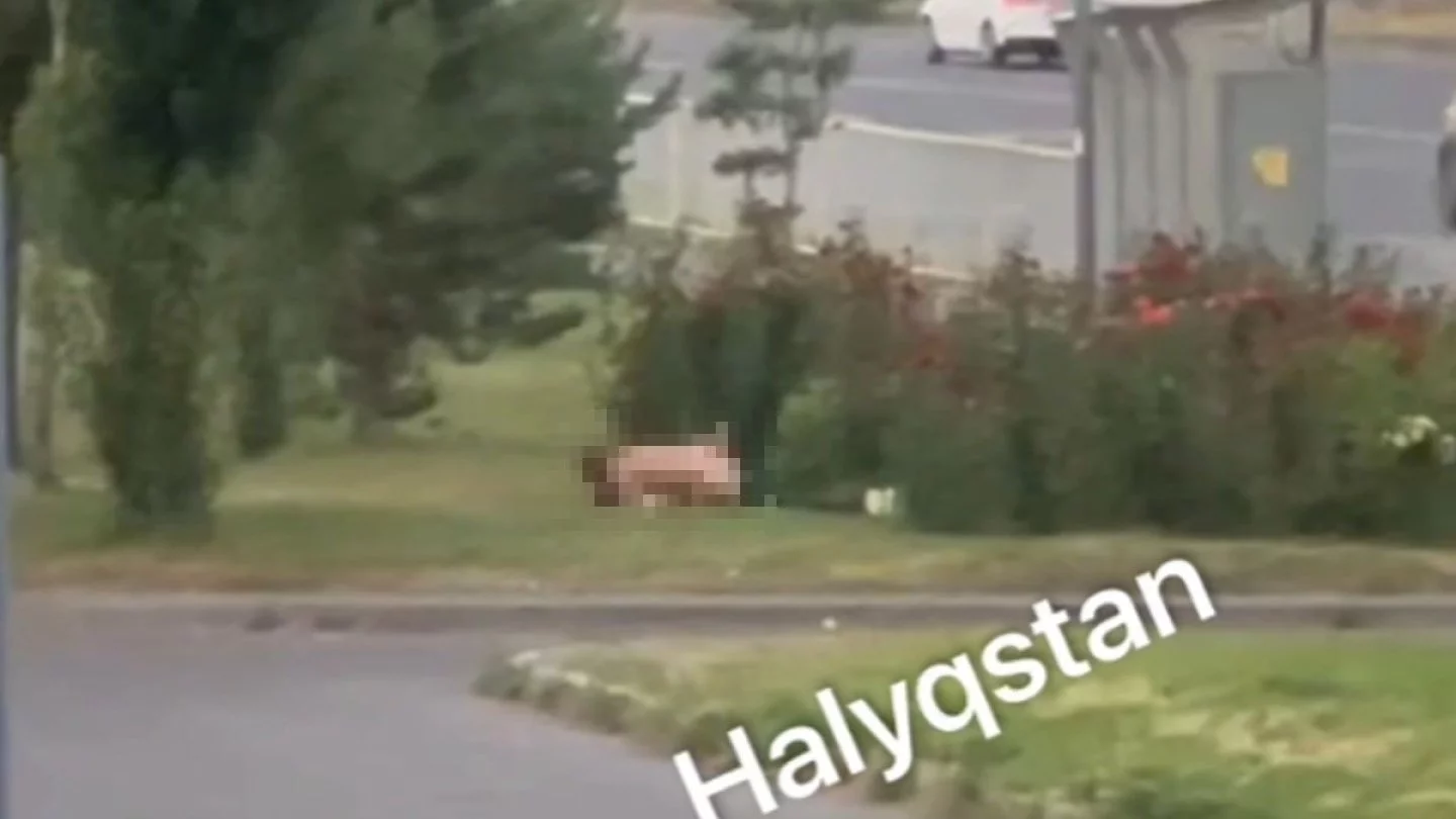 Кубалық мысықтардың суреттері