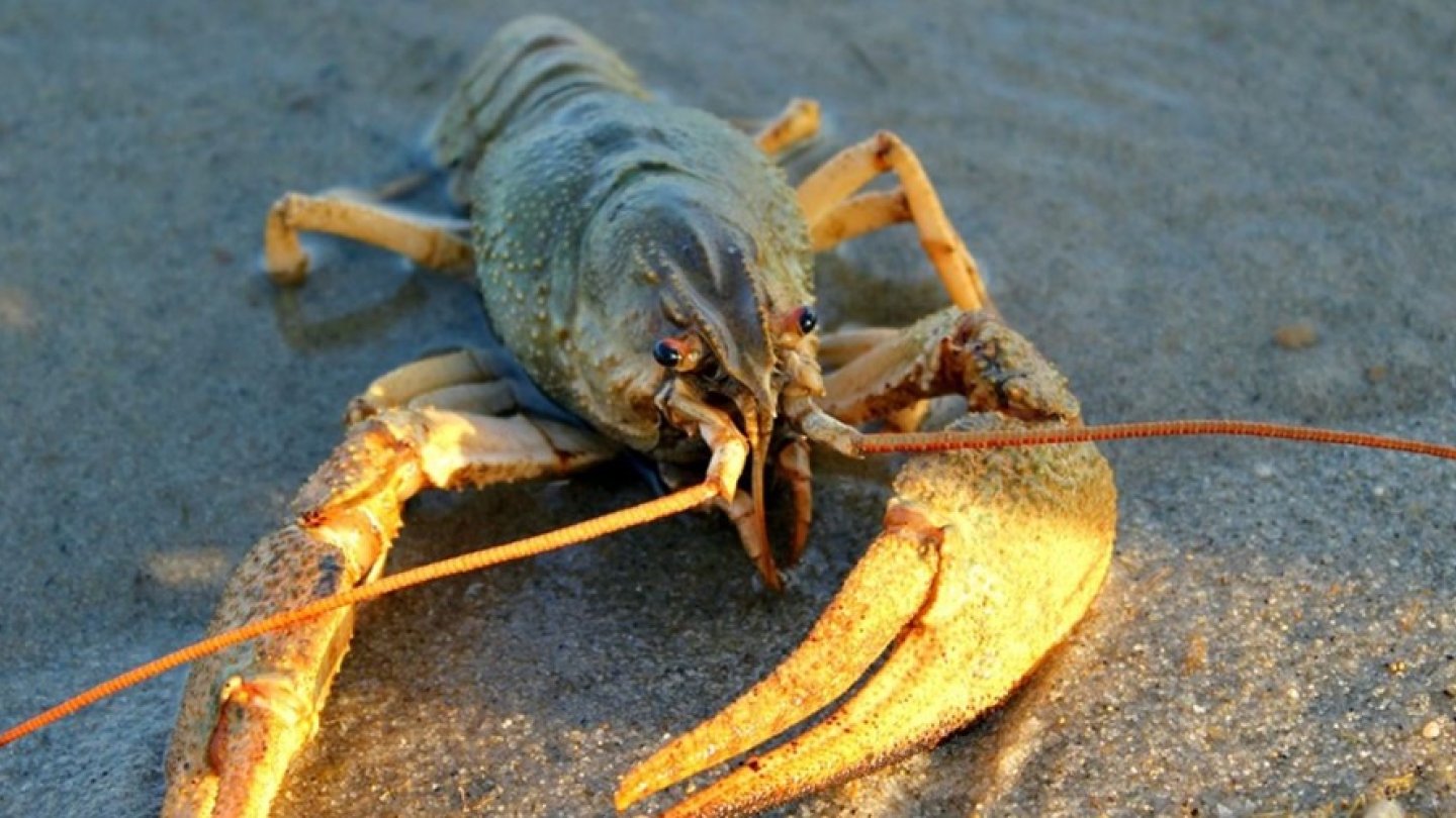 Смотреть нудист видео онлайн