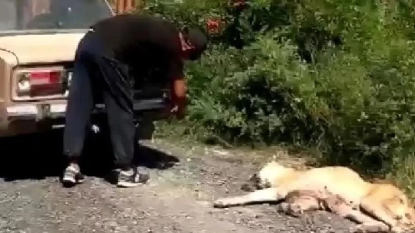 P ішкі бейнеден