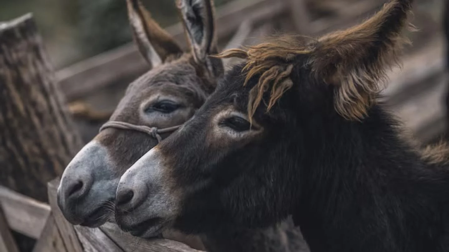 Ең әдемі гей порно актерлері