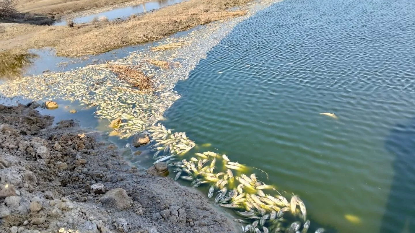 Анальды секске онлайн порно видео дайындық