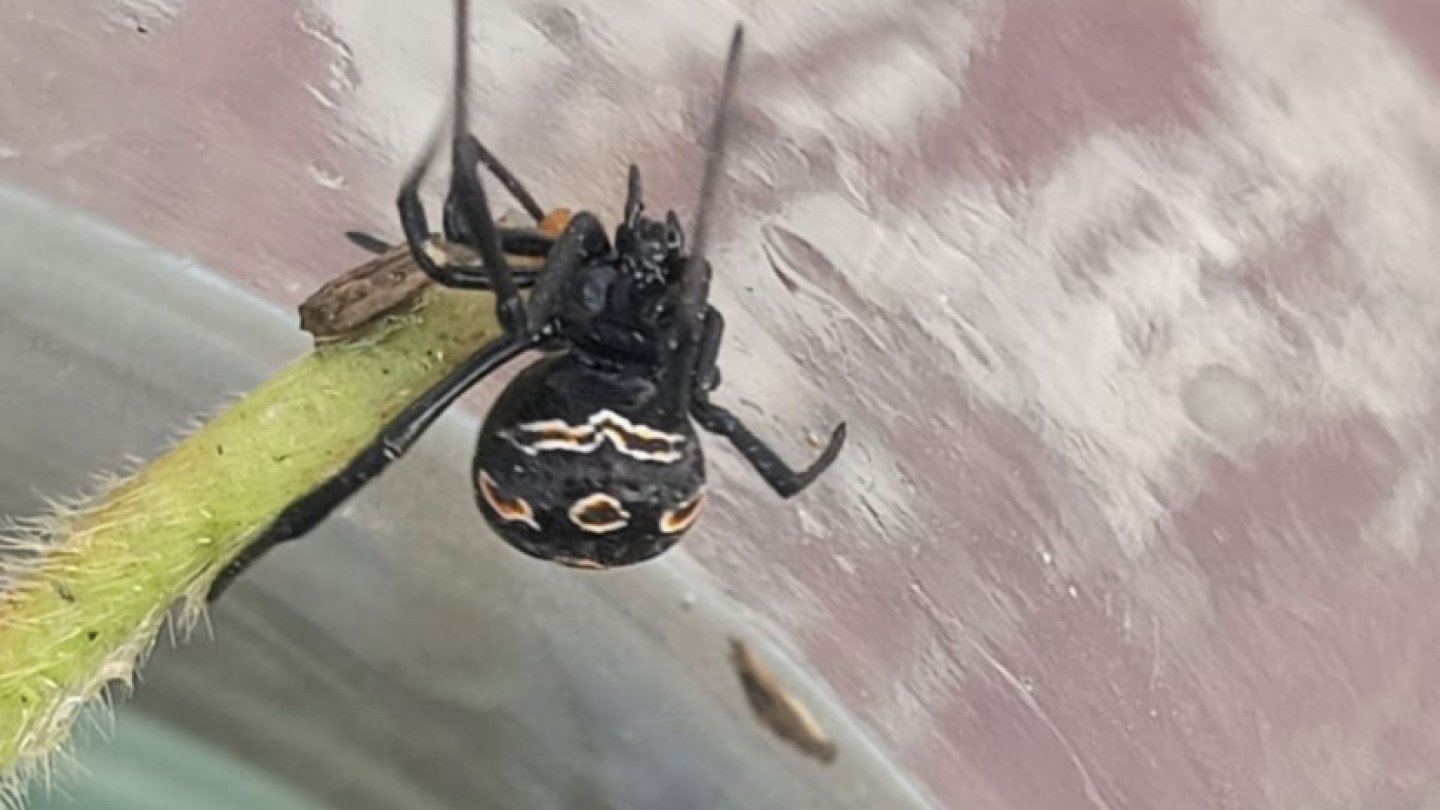 Порно жаттығу залының аудиториясы