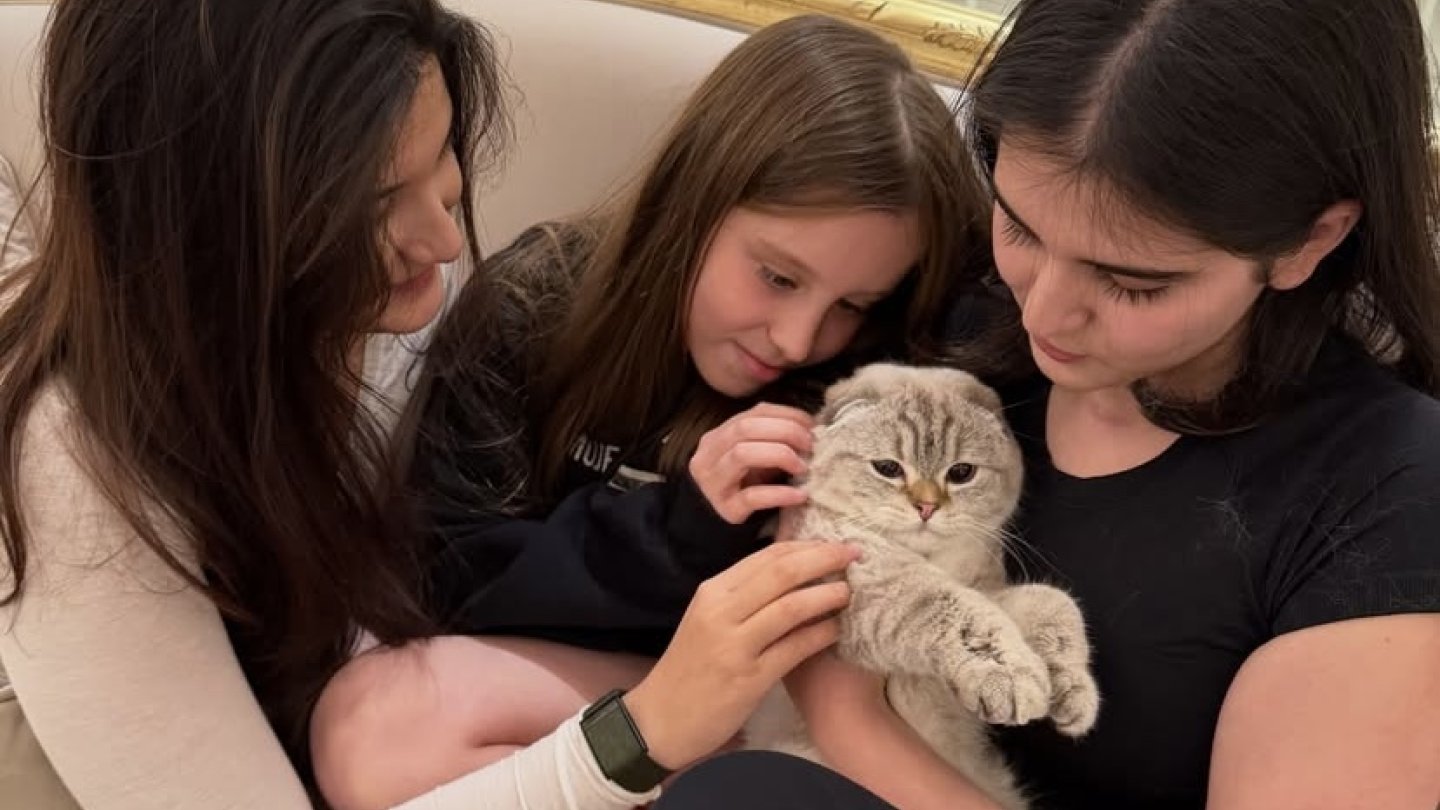 Мысықтан ағып жатқан сперматозоидты жалайды