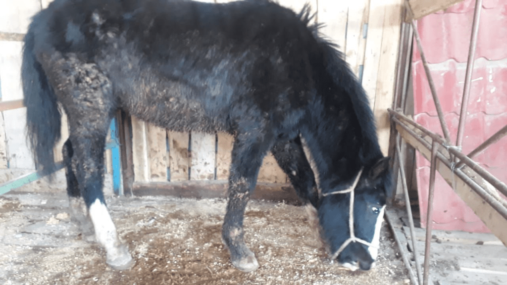 Әйелінің кискасын жалауға мәжбүр болды