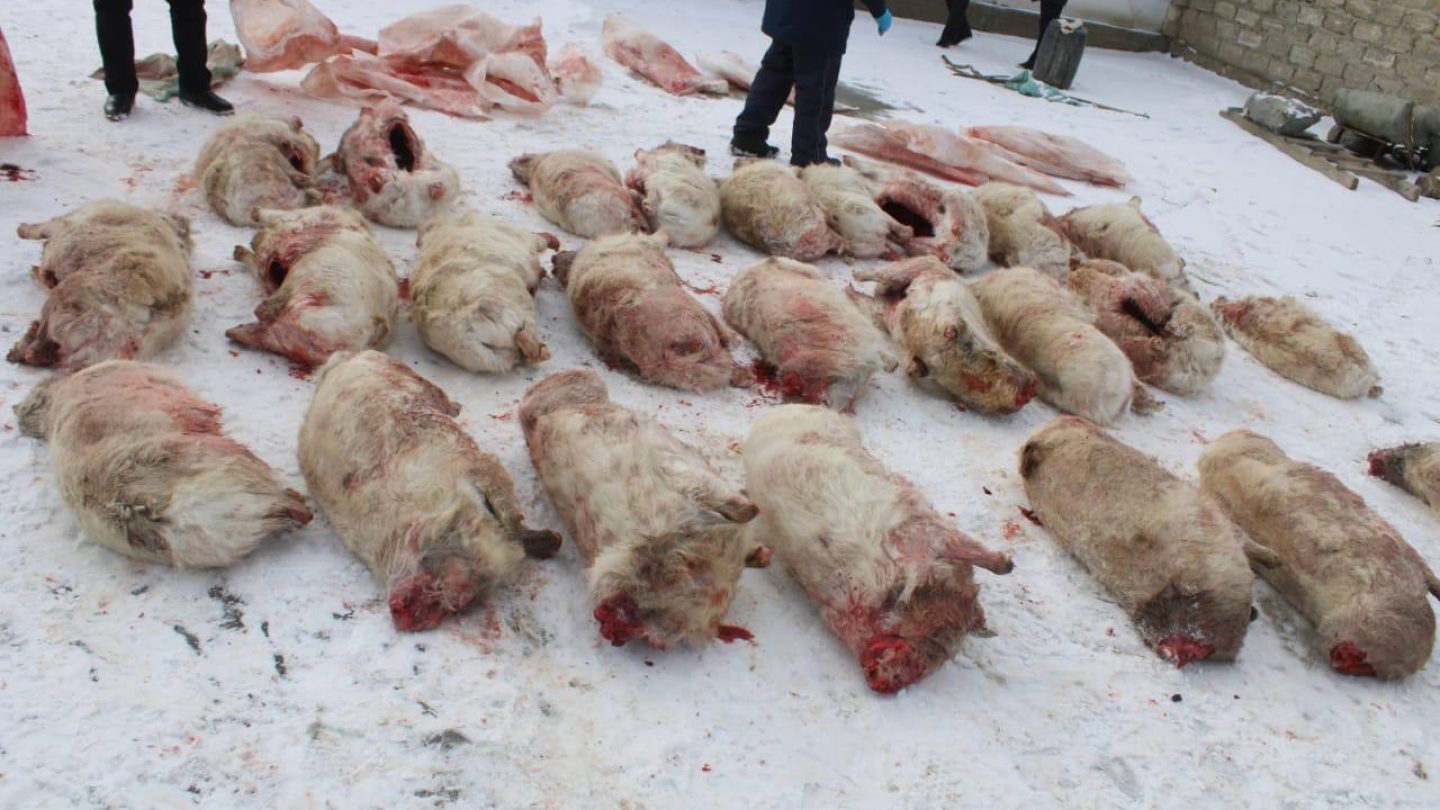 Яндекс порно отбасылық нудизм Қыздар сиқырды сорып жатыр