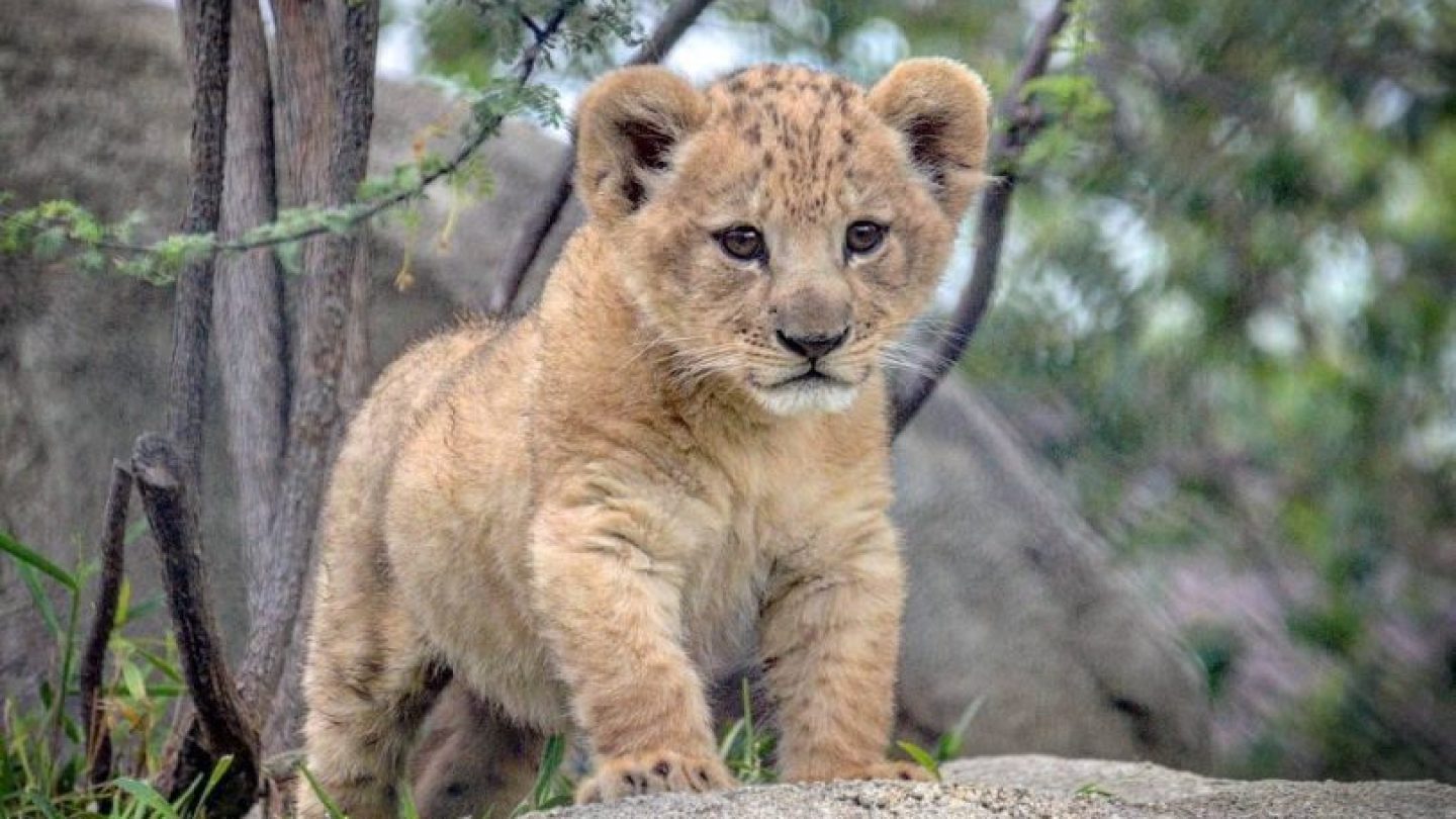 Әйелім шипажайда порноға барды. Маршал Неделин көшесіндегі жезөкшелер