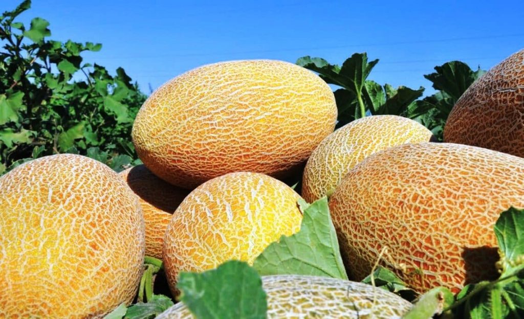 Қазақстандағы аграрлық сала жыртық көрпе кейпінде